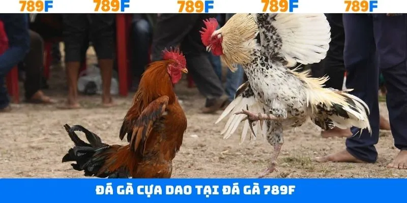 Đá gà 789F cựa dao gay cấn hấp dẫn